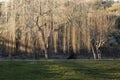 Leafless weeping willow tree in winter sunlit horizontal