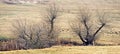 Leafless willow shrubs