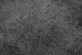 Leafless winter branches abstract monochrome texture Royalty Free Stock Photo