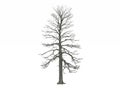 Leafless Winter tree