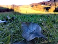 Fallen autumn leaf and rural landscape