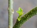 The Leaflet of Tembusu Tree Royalty Free Stock Photo