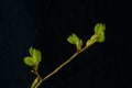 Leaflets, American elm (Ulmus americana) Royalty Free Stock Photo