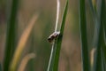 Leafminer fly pest Liriomyza spp. is a major pest in vegetable crops.