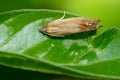 Rayed Leafroller Moth - Eucosma radiatana Royalty Free Stock Photo