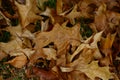 Leafs in autumn. Dried leafs in fall. Royalty Free Stock Photo