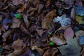 Leafs in autumn. Dried leafs in fall. Royalty Free Stock Photo