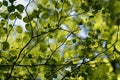 Leafs in backlight