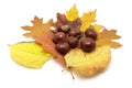 Leafs and conkers