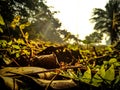 Sunrise and the leafs falled on the ground in the forest Royalty Free Stock Photo