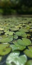 Leafs and flower of an acquatic plant Royalty Free Stock Photo