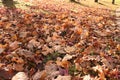 Leaves on the grown brown