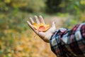 leafs in hand Royalty Free Stock Photo