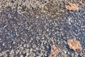 A leafs that has fallen from a tree lies next to a frozen puddle Royalty Free Stock Photo