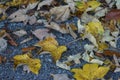 Leafs landed on the floor Royalty Free Stock Photo