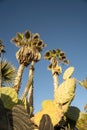 Leafs of a large cactus with spines and prickly figs fruit in front of blue sky and a palm tree Royalty Free Stock Photo