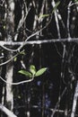 Leafs of on a mangrove tree