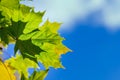 Leafs of a maple tree against blue sky and clouds.Copy space Royalty Free Stock Photo