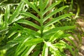 Leafs of Microsorum pustulatum KANGAROO FERN Polypodiaceae Royalty Free Stock Photo
