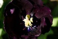 Leafs of one beautiful black tulip in backlight, macro, bright and shining Royalty Free Stock Photo