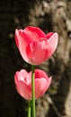 Leafs of one beautiful pink tulip in backlight, macro, bright and shining Royalty Free Stock Photo