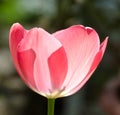 Leafs of one beautiful pink tulip in backlight, macro, bright and shining Royalty Free Stock Photo