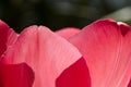 Leafs of one beautiful pink tulip in backlight, macro, bright and shining Royalty Free Stock Photo