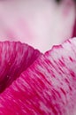 Leafs of one beautiful pink tulip in backlight, macro, bright and shining Royalty Free Stock Photo