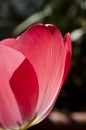 Leafs of one beautiful pink tulip in backlight, macro, bright and shining Royalty Free Stock Photo