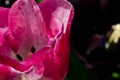 Leafs of one beautiful pink tulip in backlight, macro, bright and shining Royalty Free Stock Photo