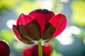 Leafs of one beautiful red tulip in backlight, macro, bright and shining Royalty Free Stock Photo