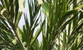 Leafs of palmetto texture pattern against blue sky Royalty Free Stock Photo