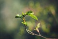 Leafs rising up from the Bokeh towards the Light