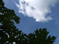 The leaves under the sky and see some clouds. Royalty Free Stock Photo