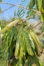 Leafs and unripe pods of a leadtree (Leucaena leucocephala). Royalty Free Stock Photo