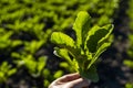 Leafs of young beetroot plants in farmer hand. Farmer holding beet root sprout with root and researching plant growth.