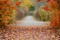 leafstrewn walk in autumn, outoffocus fall foliage frames either side