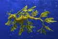 Leafty Sea Dragons, Australia Royalty Free Stock Photo