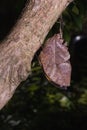 Leafwing butterfly bears Royalty Free Stock Photo