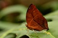 Leafwing Butterfly portrait.