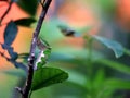 Leafworms that eat the leaves of the lime are a symbioses of parasitism. Royalty Free Stock Photo