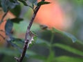 Leafworms that eat the leaves of the lime are a symbioses of parasitism. Royalty Free Stock Photo