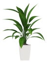 Leafy aspidistra houseplant Royalty Free Stock Photo