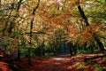 A leafy autumn path in the Woods