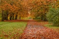 Leafy autumn pathway Royalty Free Stock Photo