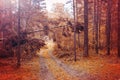 Leafy autumn road in the forest. Bright orange Autumn landscape