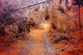 Leafy autumn road in the forest. Bright orange Autumn landscape