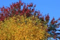 Leafy autumn tree