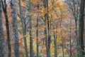 Leafy autumn trees in forest