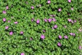 Leafy background with pink Cranesbill flowers blooming